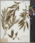 Foto von Salix alba L. x Salix fragilis L.